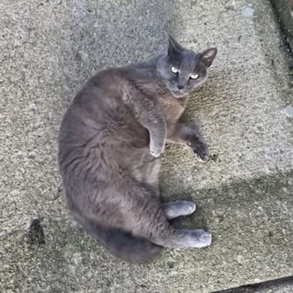 a gray cat is lying on the floor