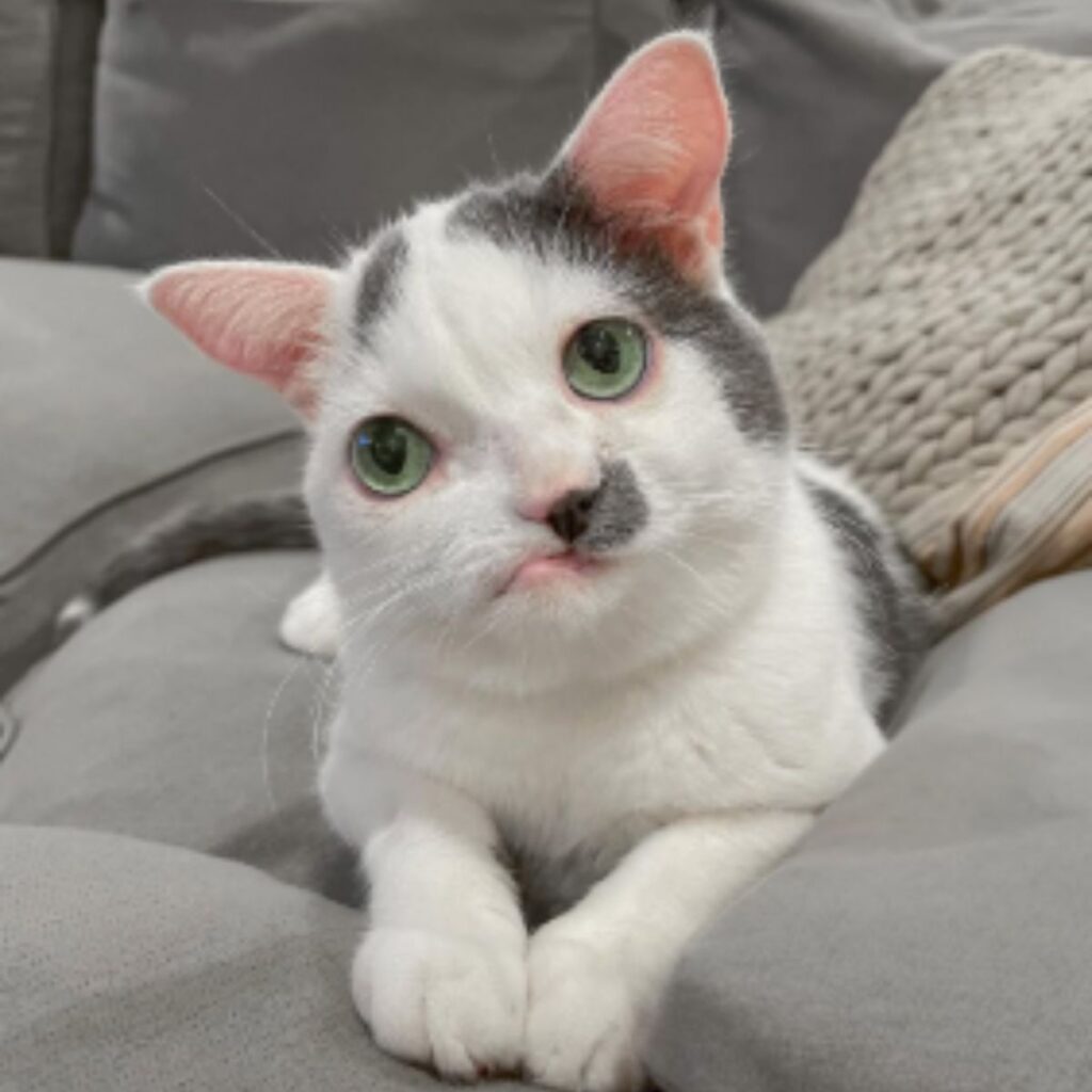 a kitten with a crooked lip lies on the section