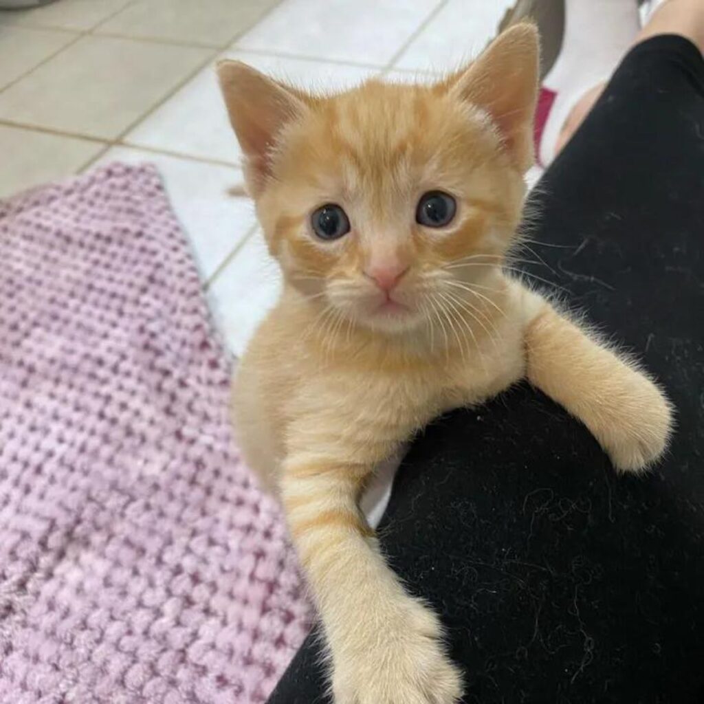 a little kitten leaning on a woman's leg