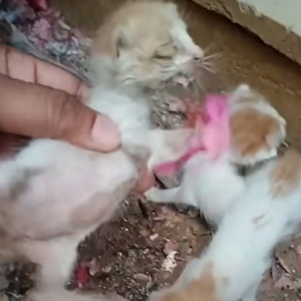 a man holding a kitten in his hand