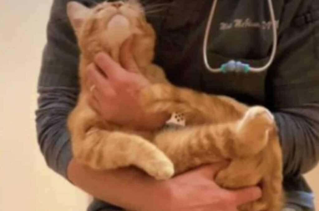 a man is holding a yellow cat and petting it