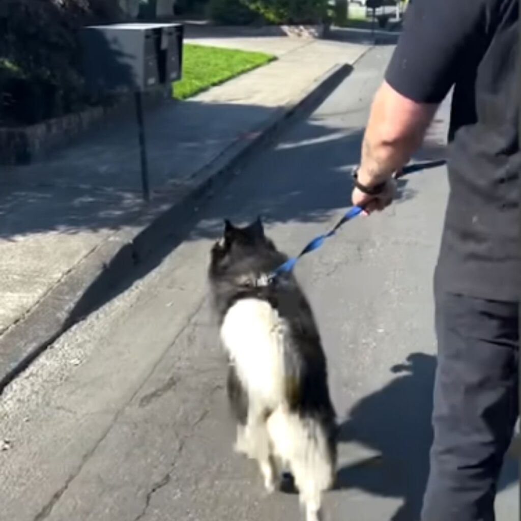 a man leads a husky on a leash