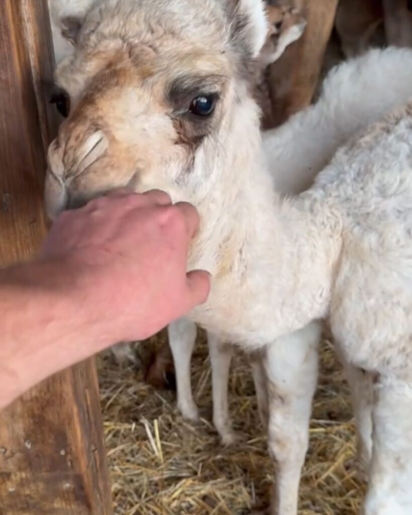 a man petting a camel
