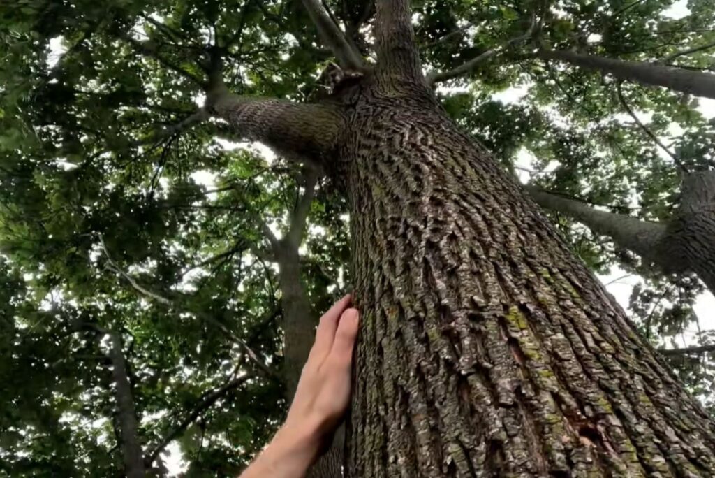 a man puts his hand on a tree