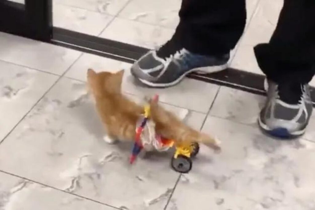 a paralyzed cat walks with a wheelchair