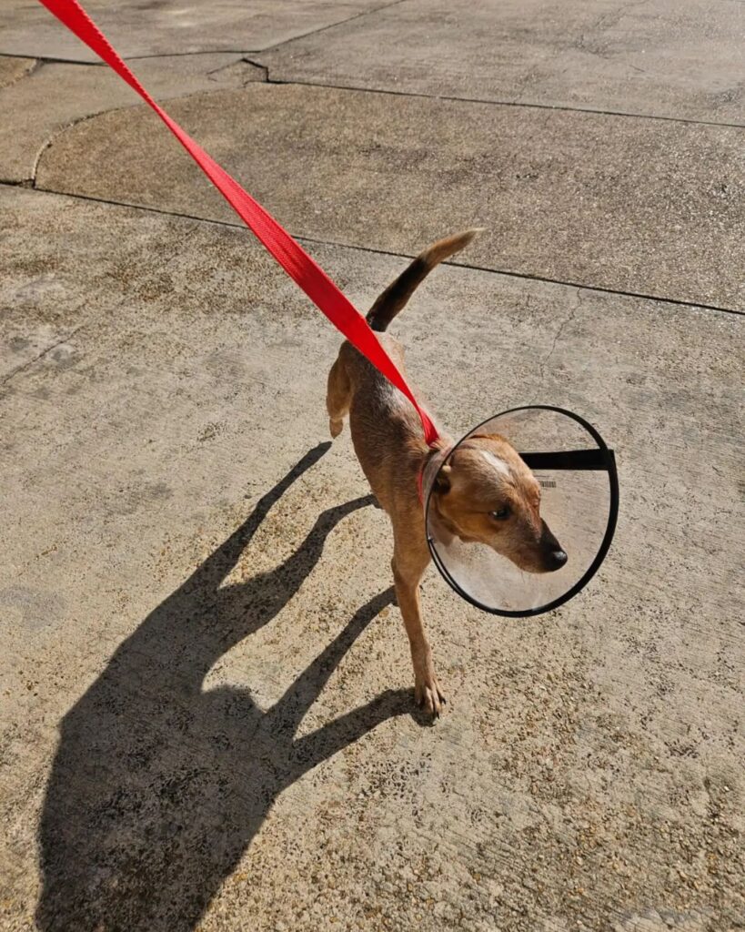 a set dog with a collar on a leash