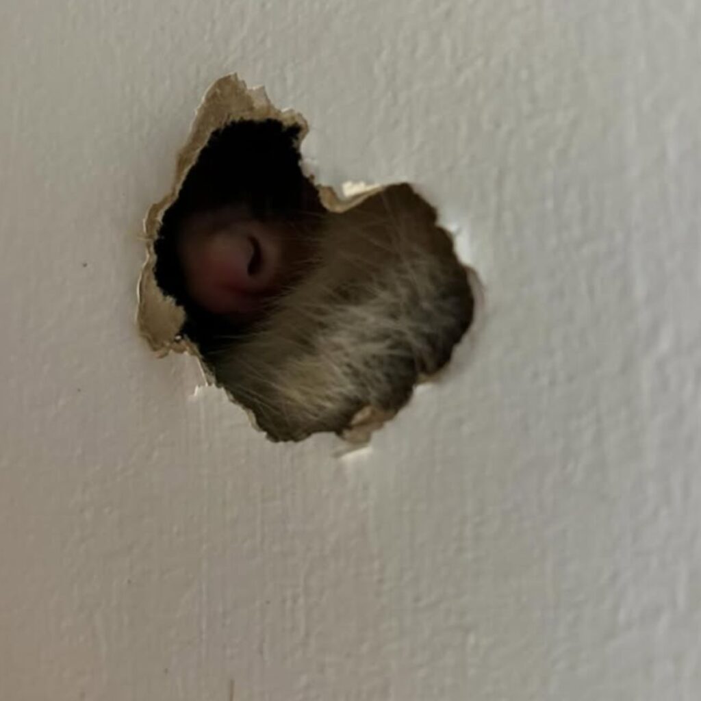 a shaggy creature peeks out of the hole