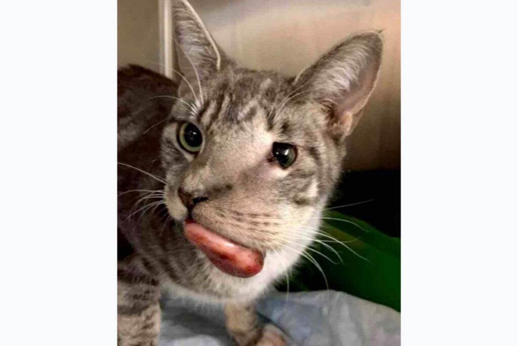 a tabby cat that has a tumor