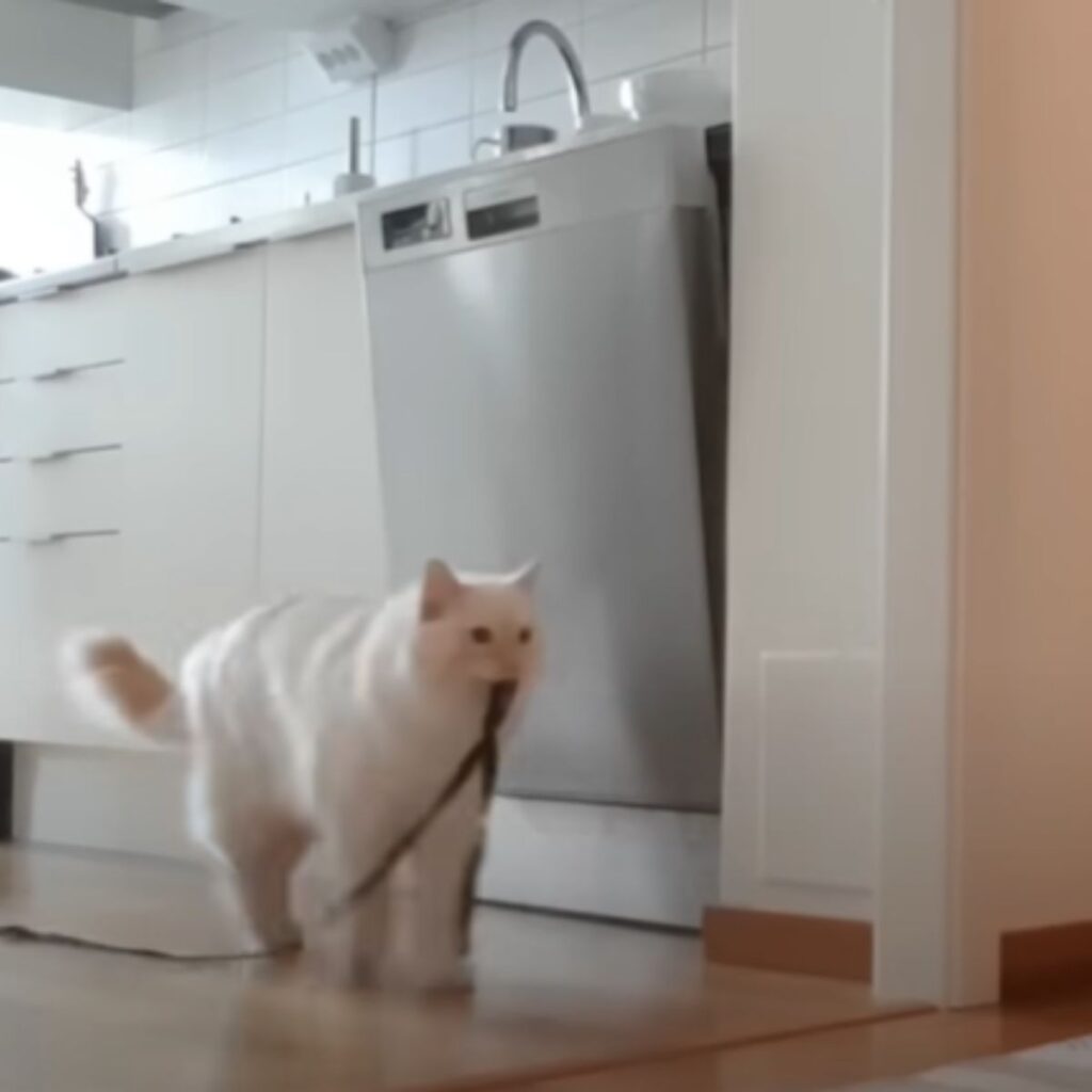 a white cat wears a rope in its mouth