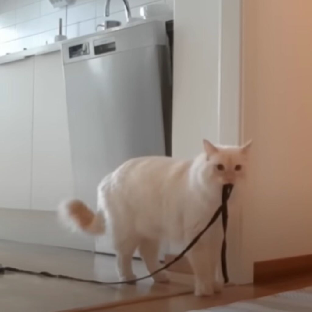 a white cat with a rope in its mouth