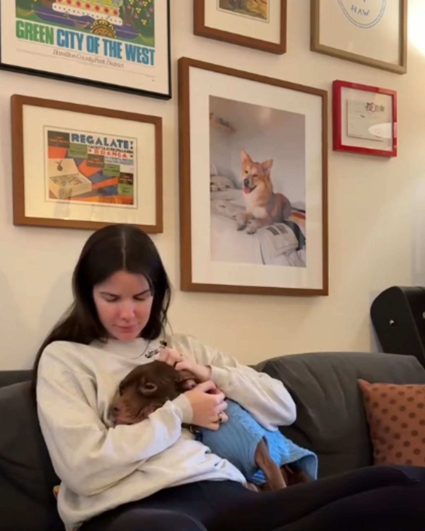 abused dog recovering in loving embrace