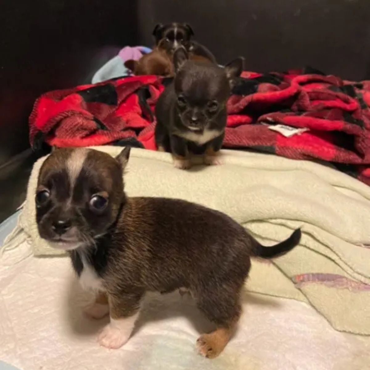 adorable baby chihuahuas
