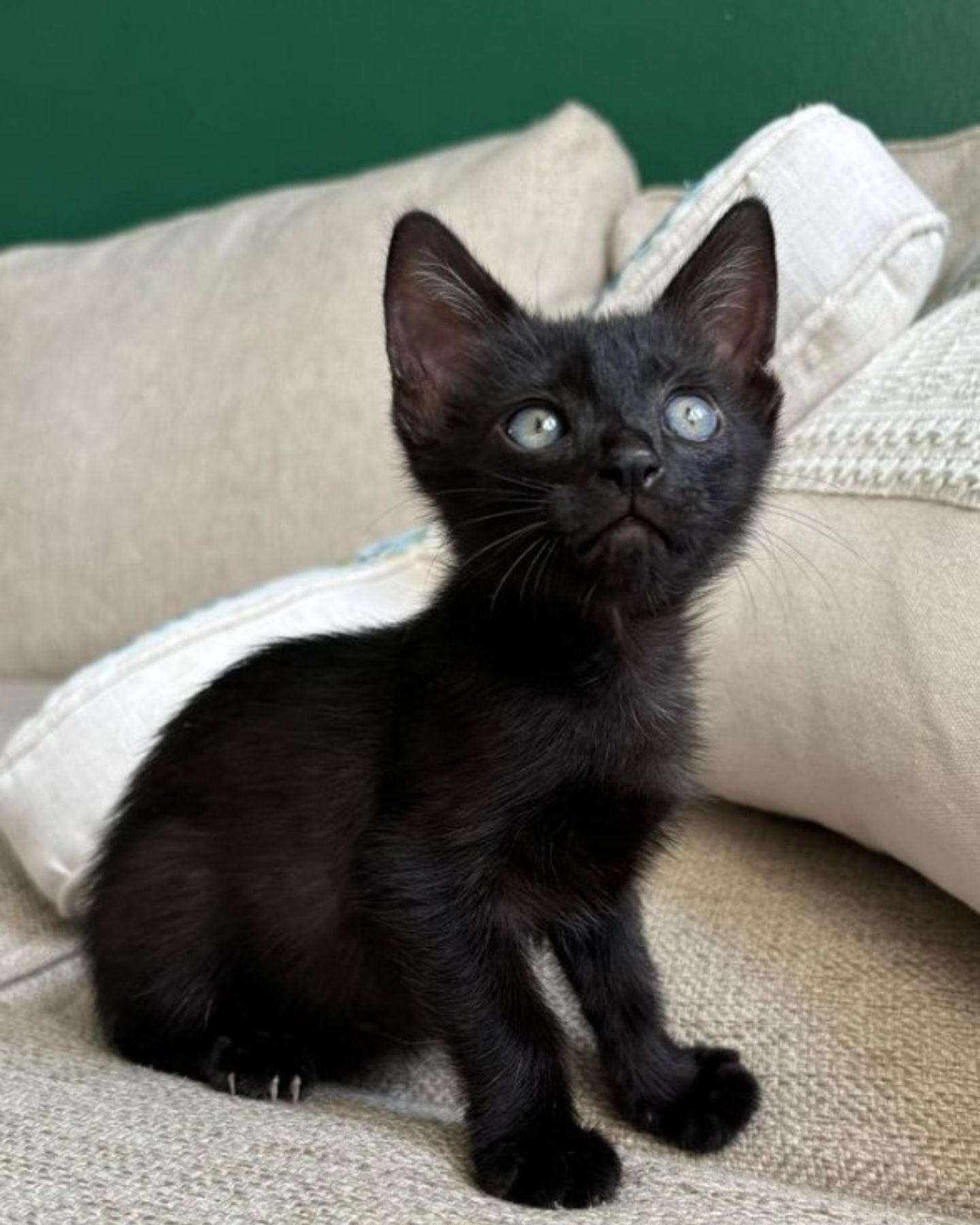 adorable black kitten with blue eyes