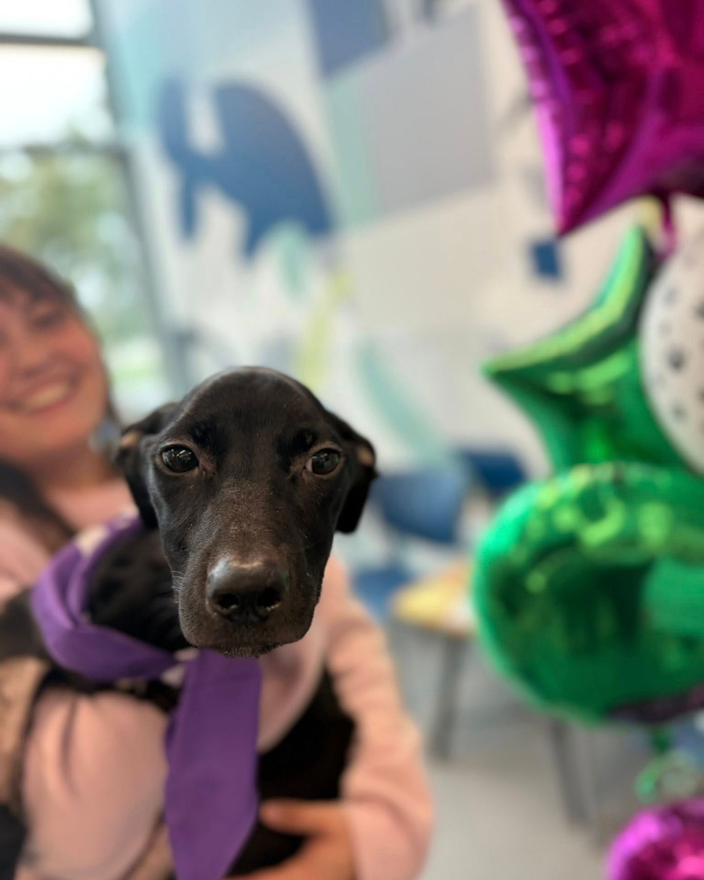 adorable black puppy