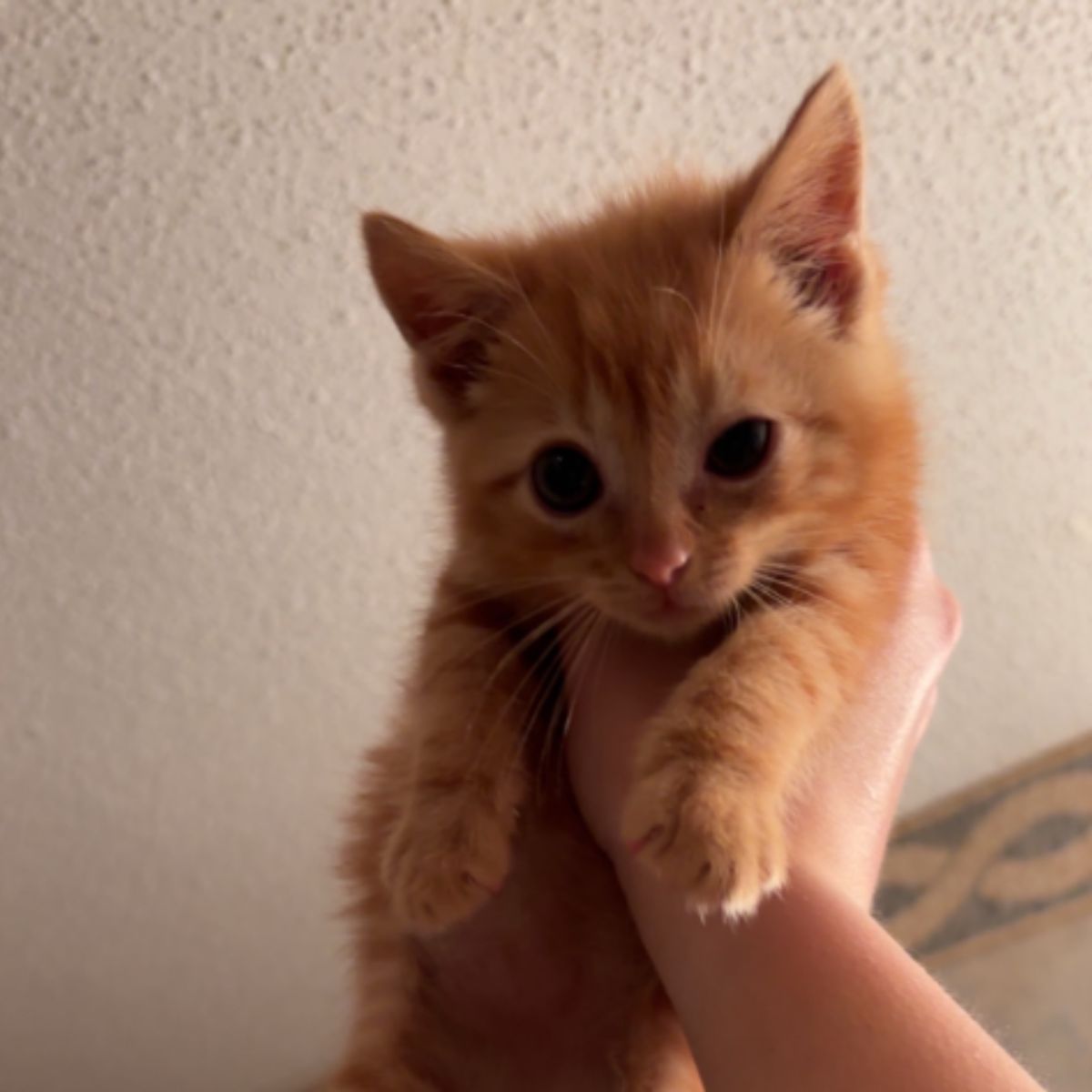 adorable ginger kitten