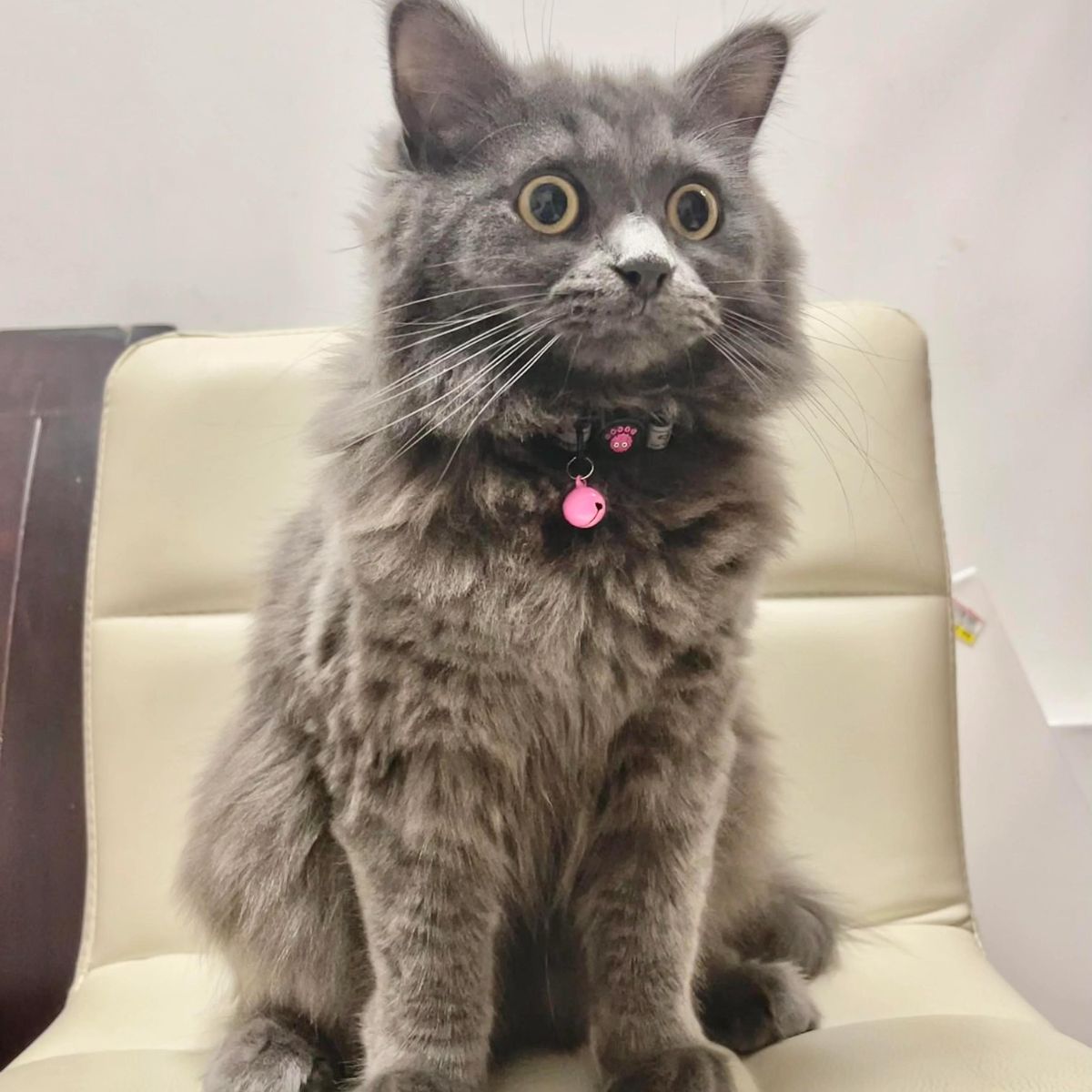 adorable gray tabby cat