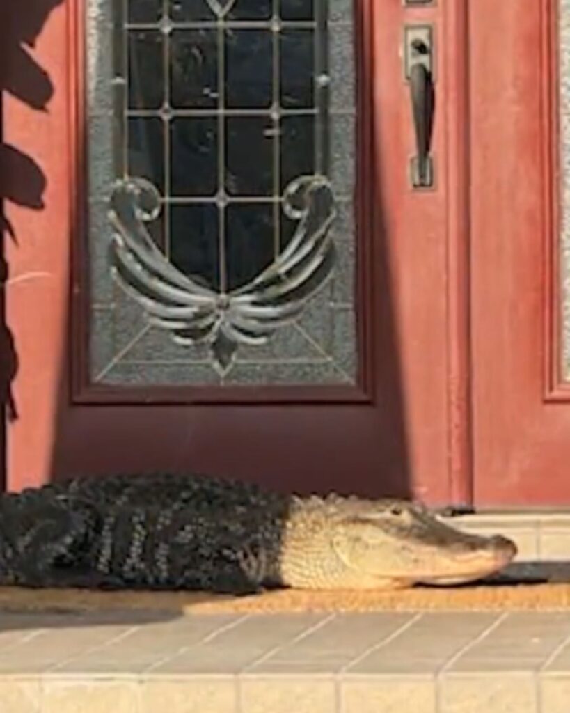 alligator at the door