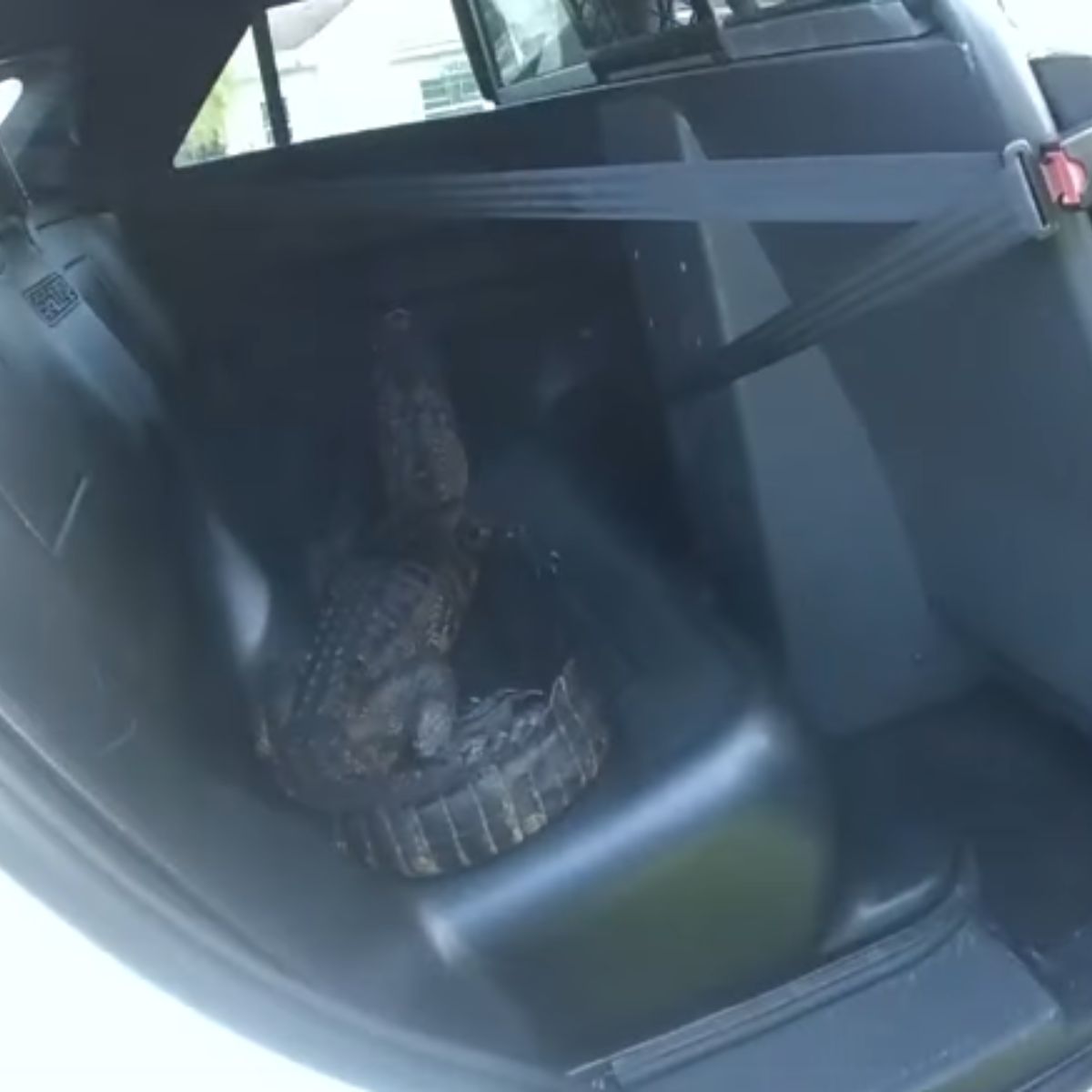 alligator in the car