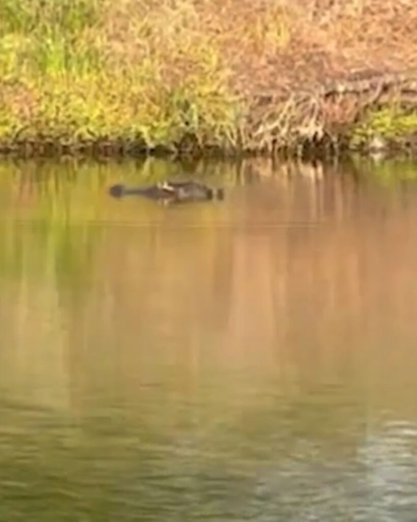alligator in the water