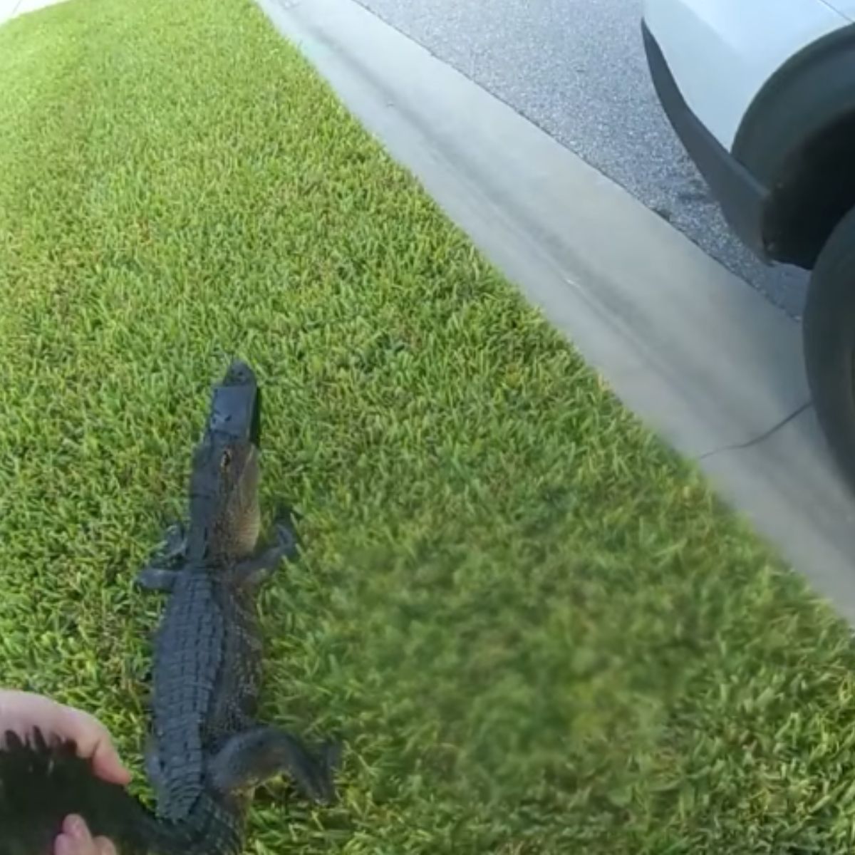 alligator on the grass