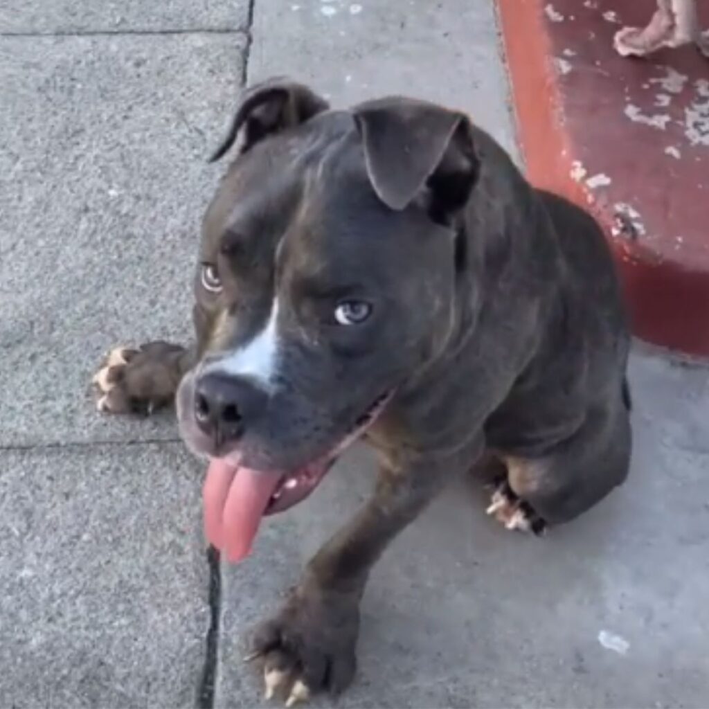 angry dog ​​sitting