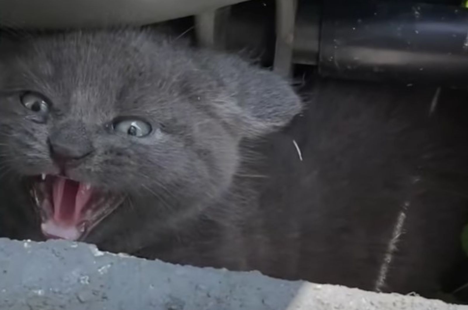 angry gray kitten