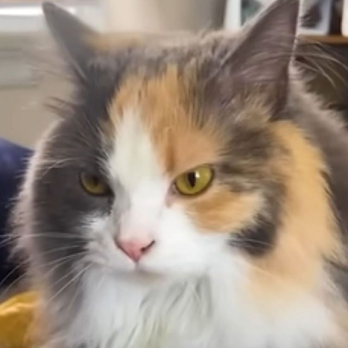 angry senior cat face