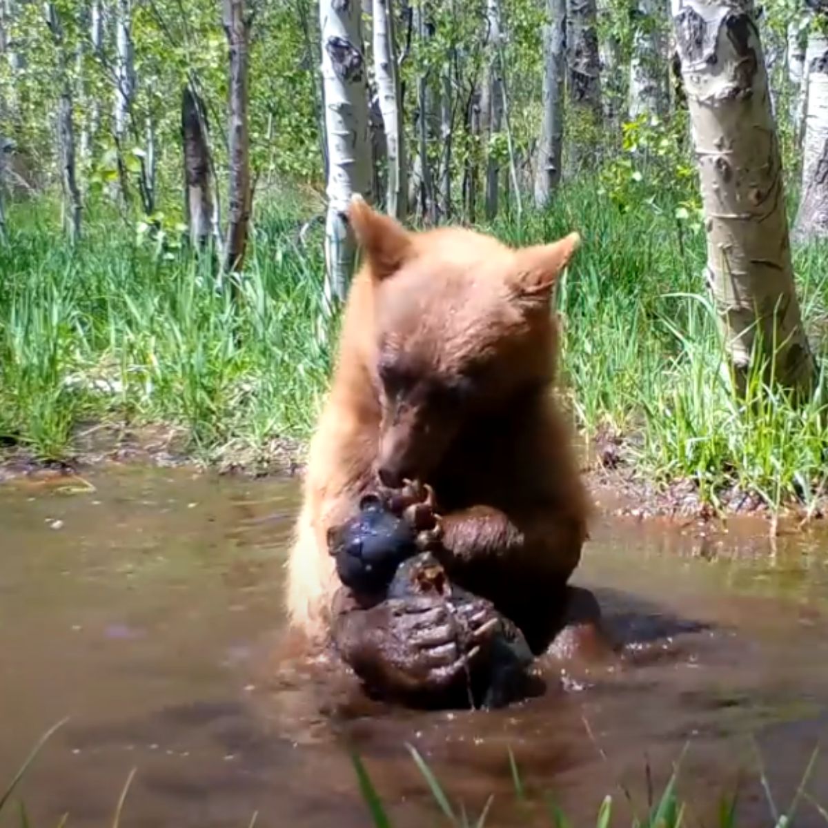 baby bear and teddy bear