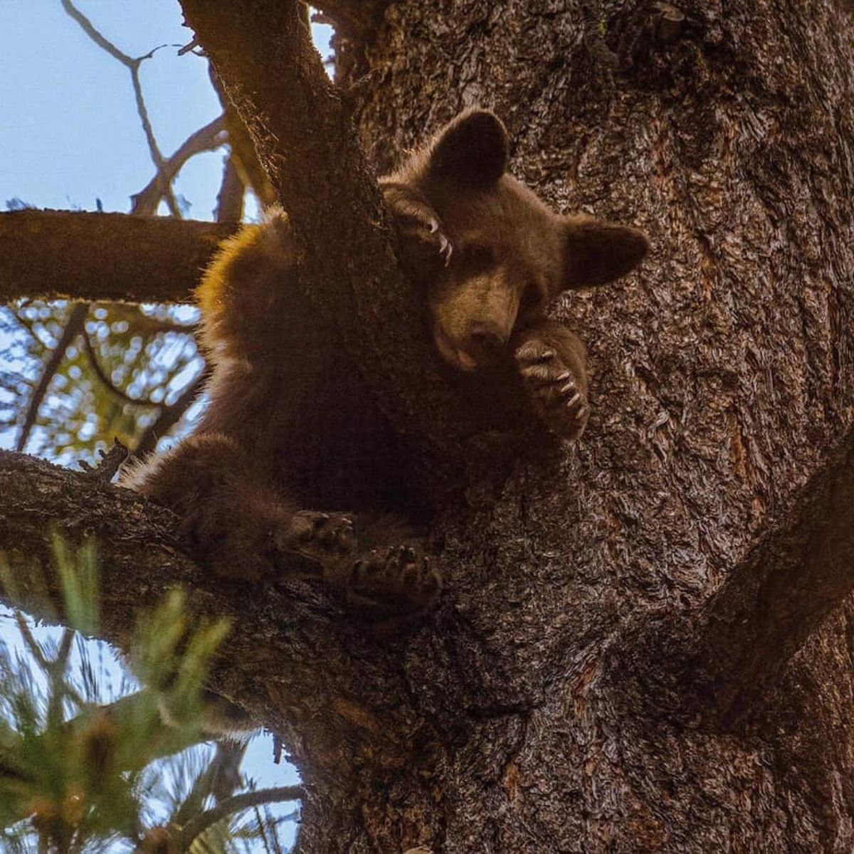 baby bear in the tree