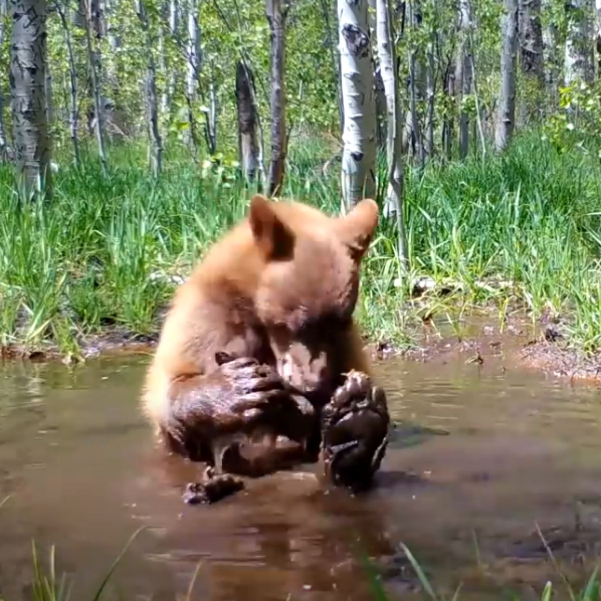 baby bear with teddy bear in water