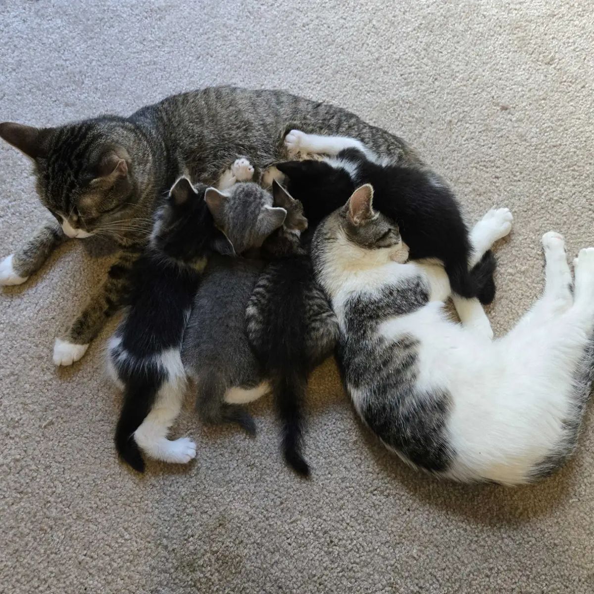 baby cats next to mama cat