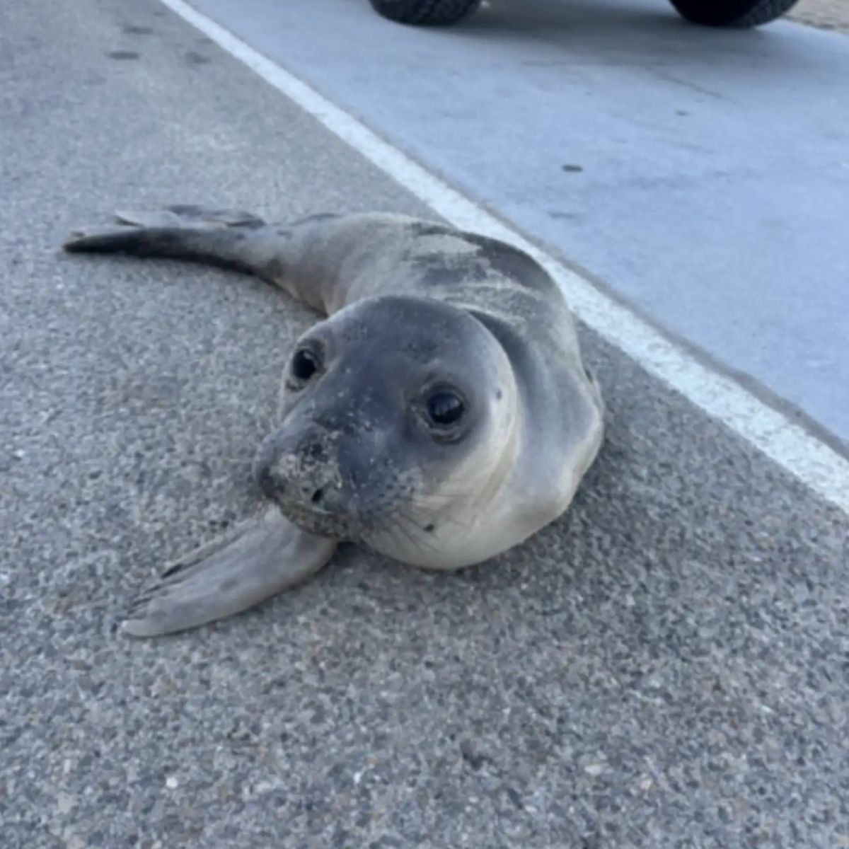 baby elephant seal crying