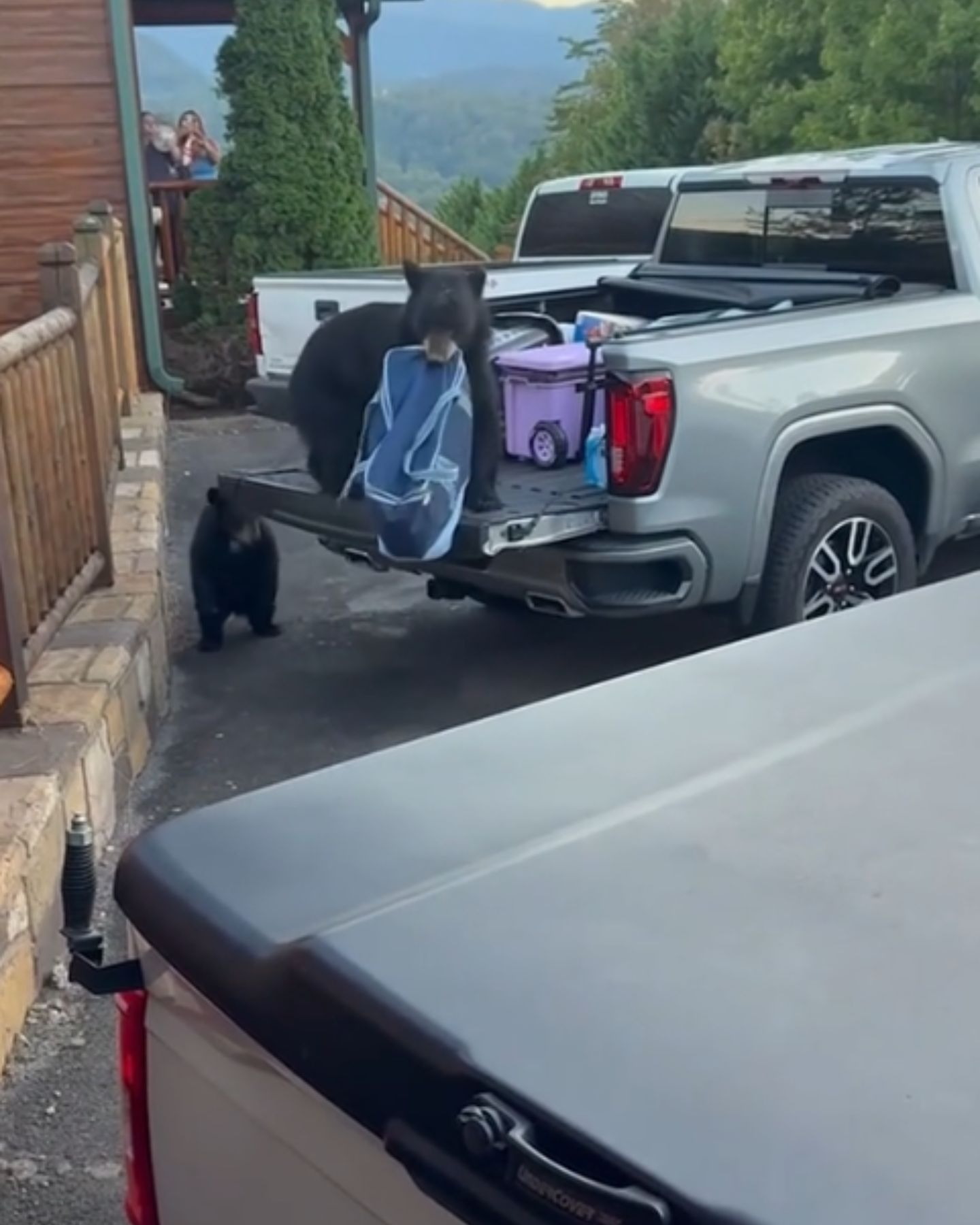 bear carries a bag from a truck
