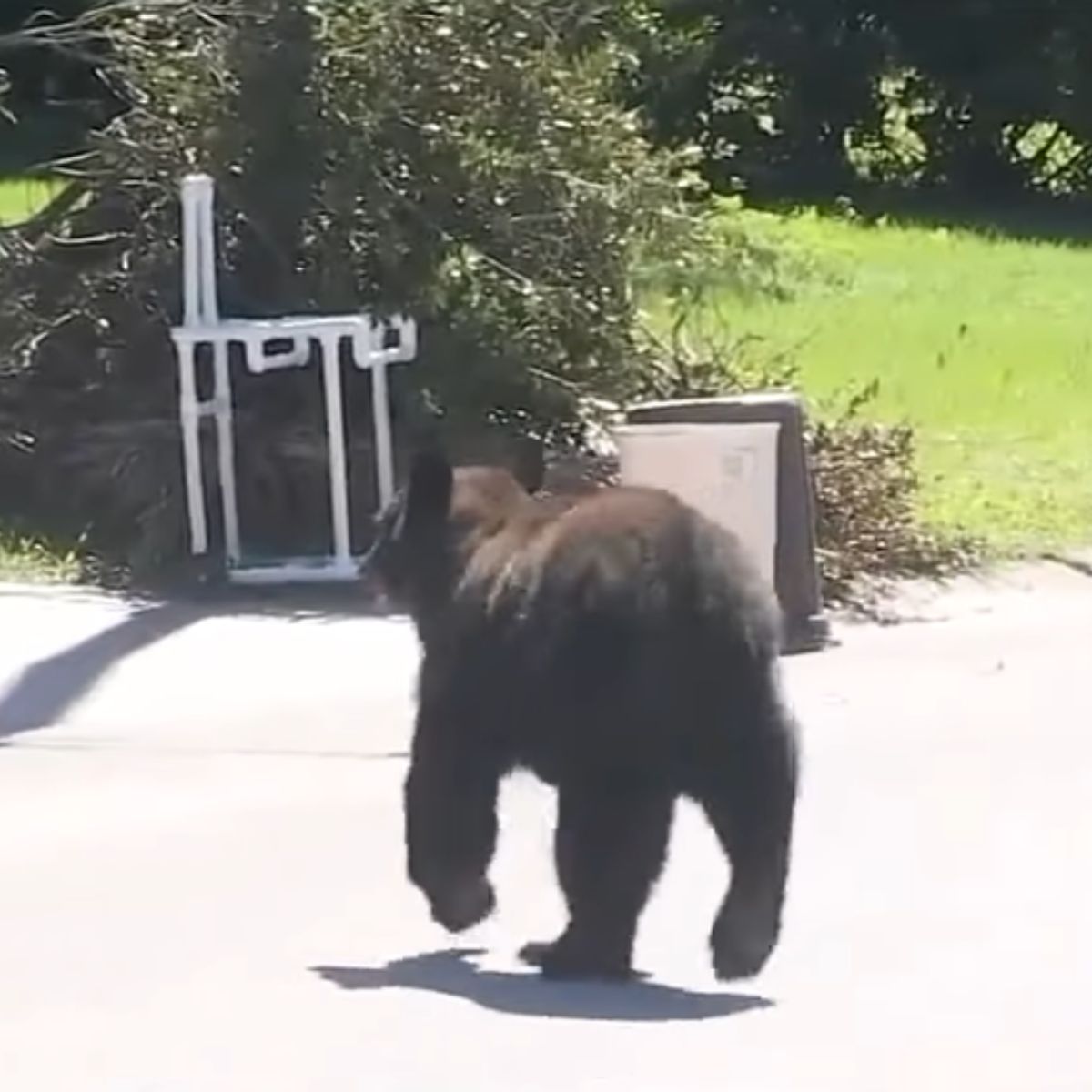 bear is walking