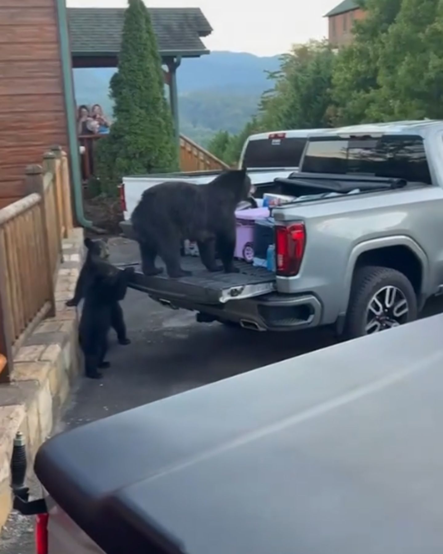 bear on a truck