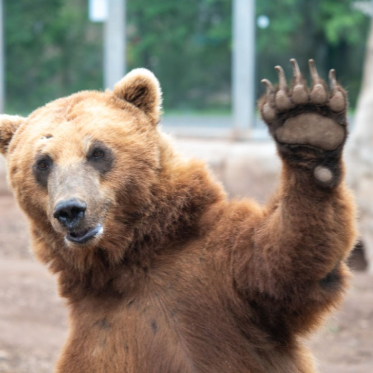 bear waves