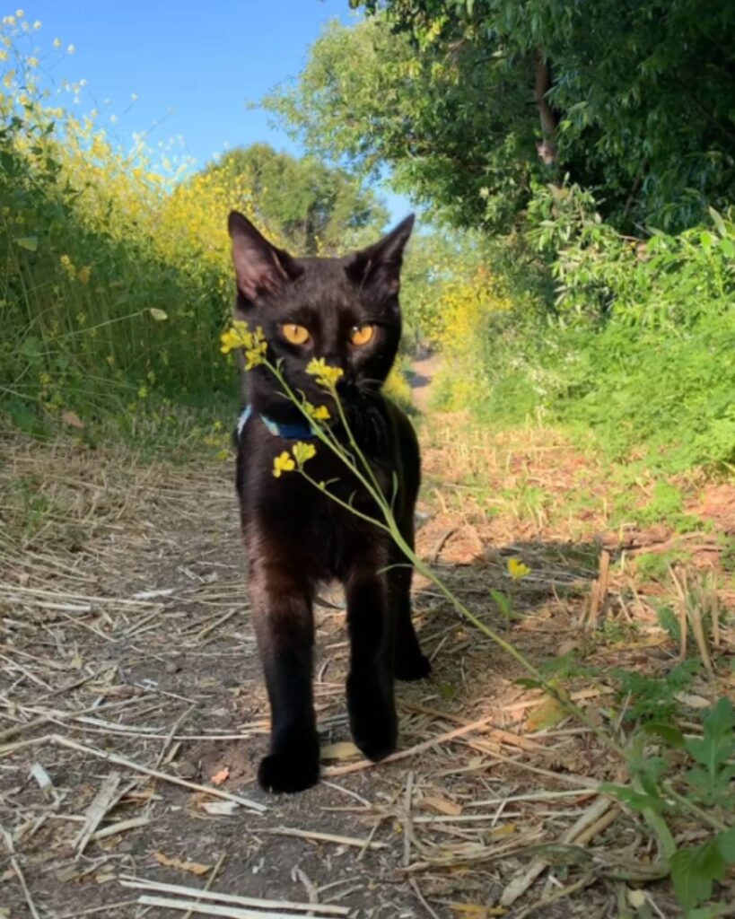beautiful black cat outdoors