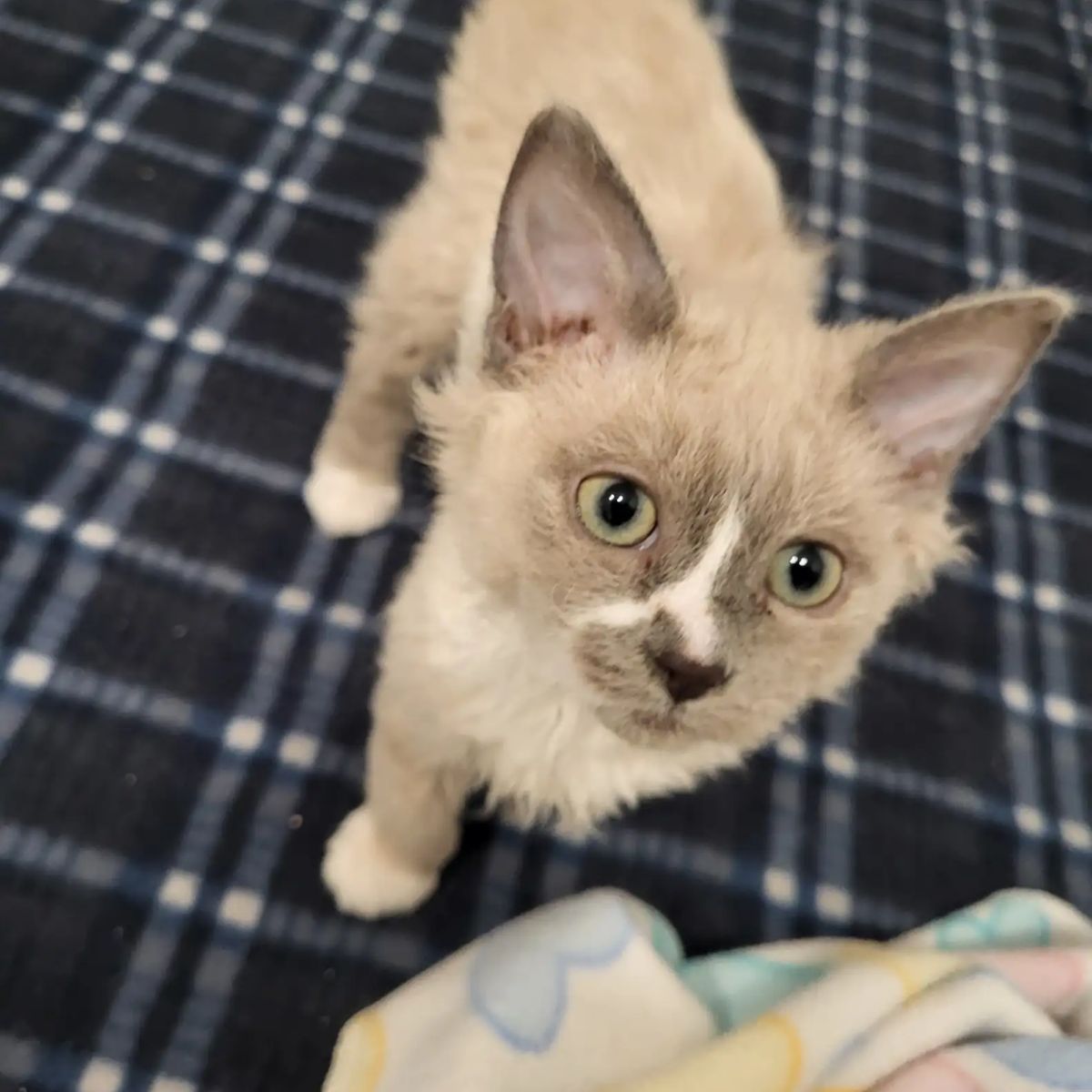 beautiful bright kitten