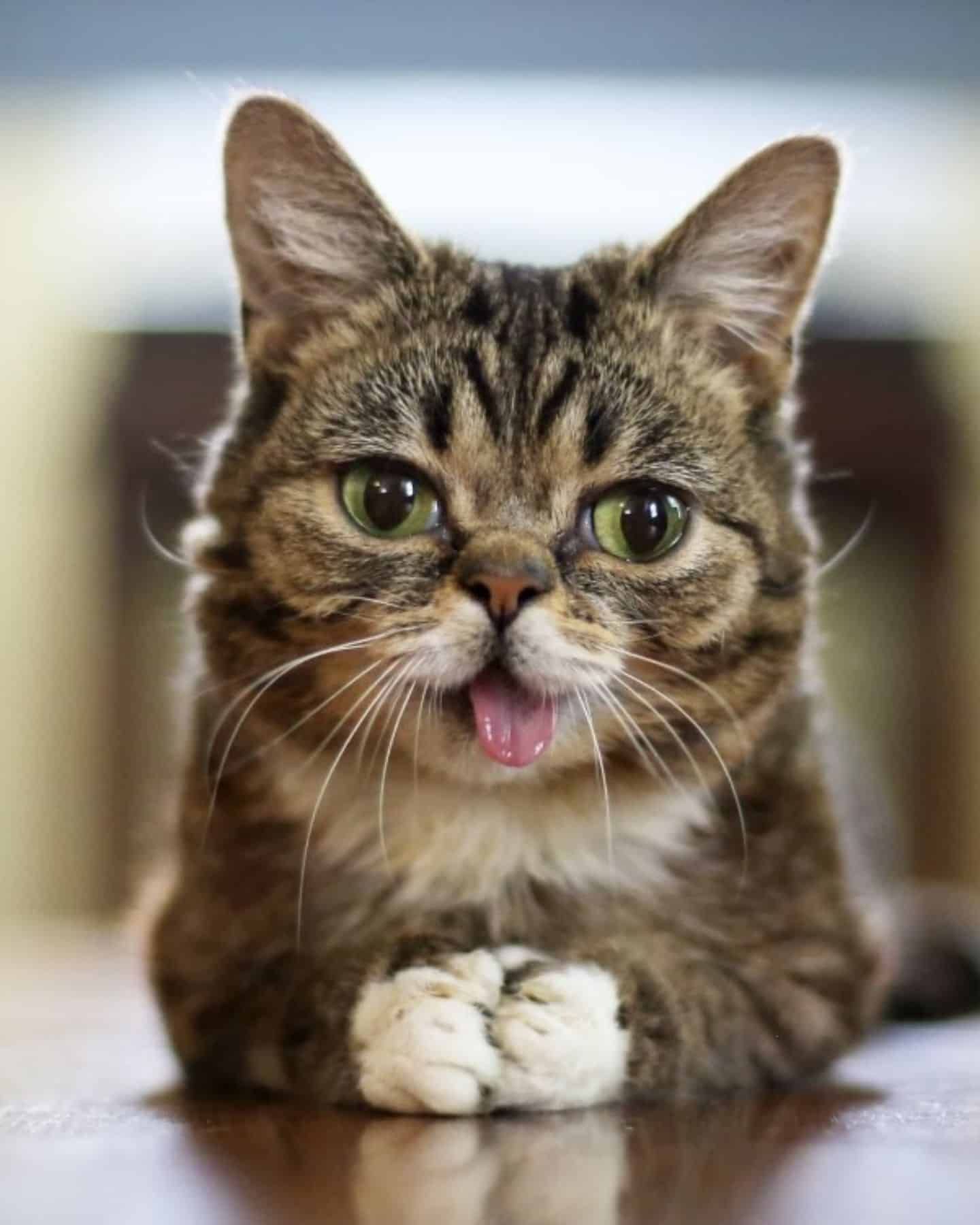 beautiful cat stuck out her tongue