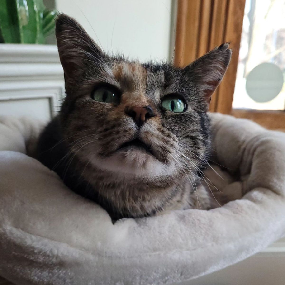 beautiful cat with green eyes