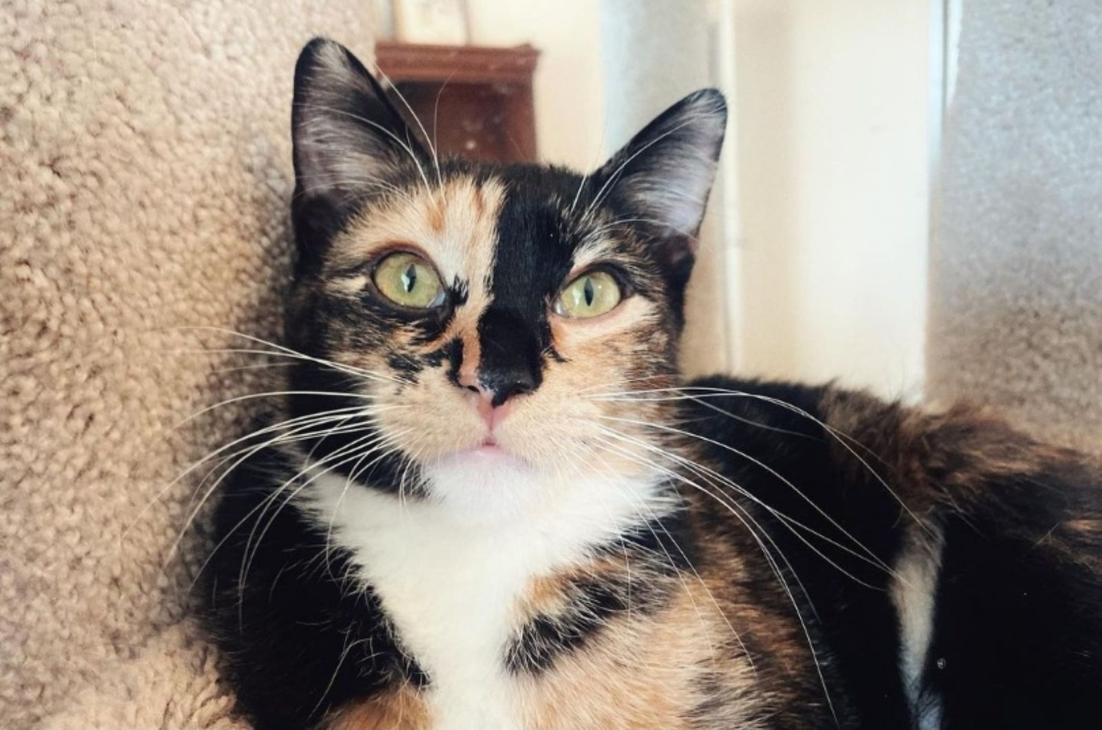 beautiful colorful cat