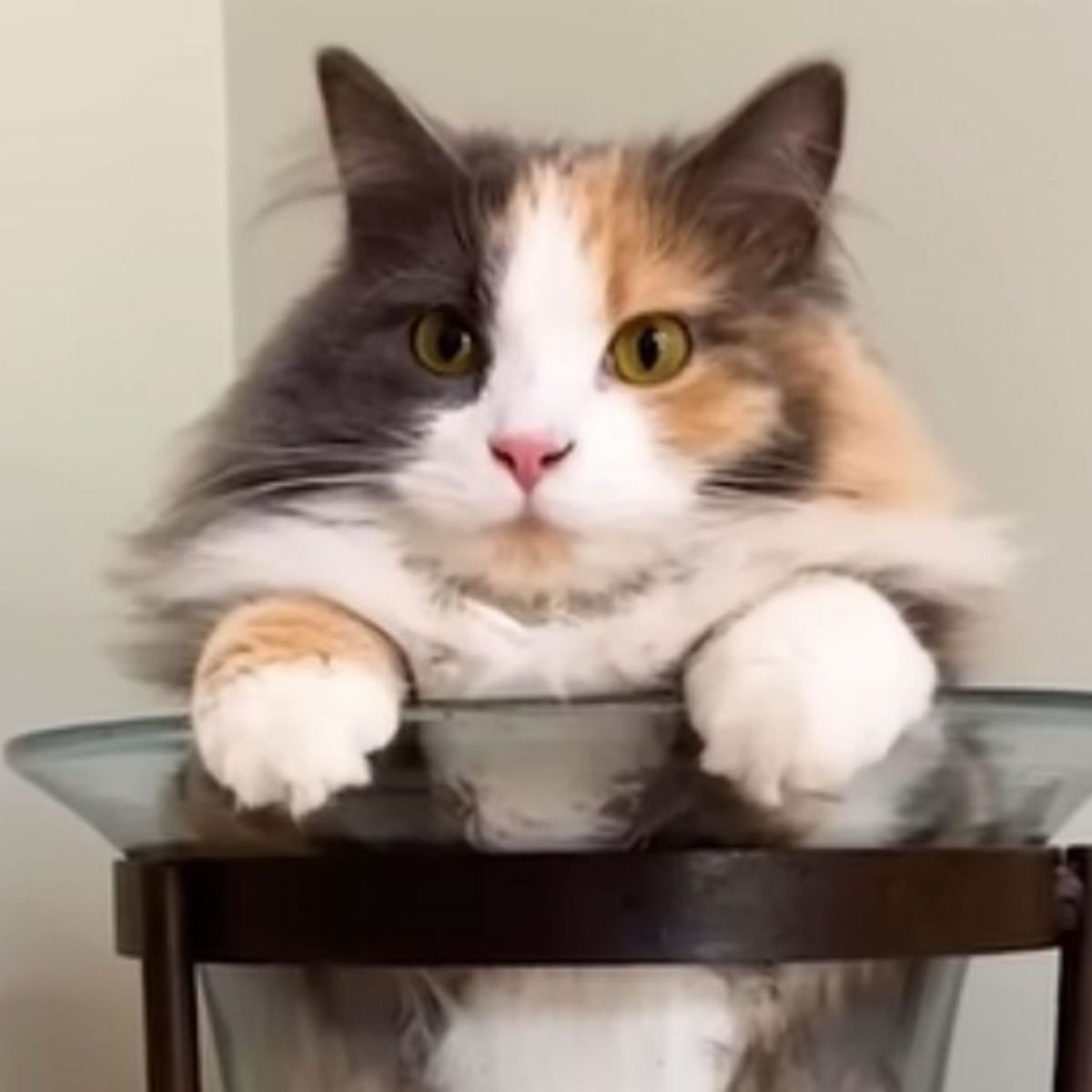 beautiful colorful senior cat