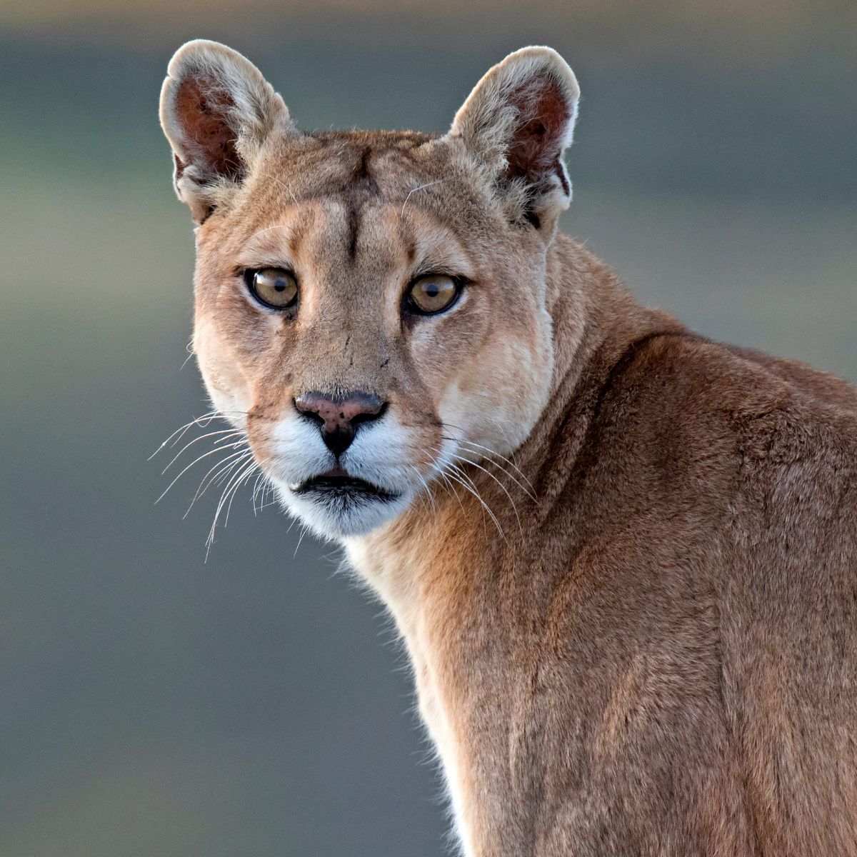 beautiful cougar