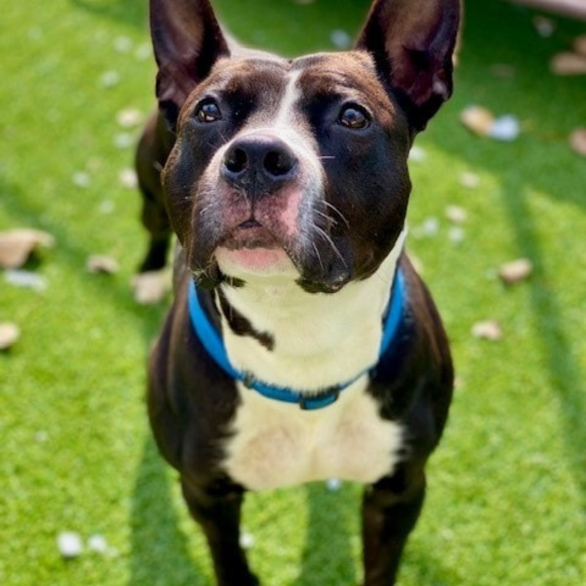 beautiful dog outside