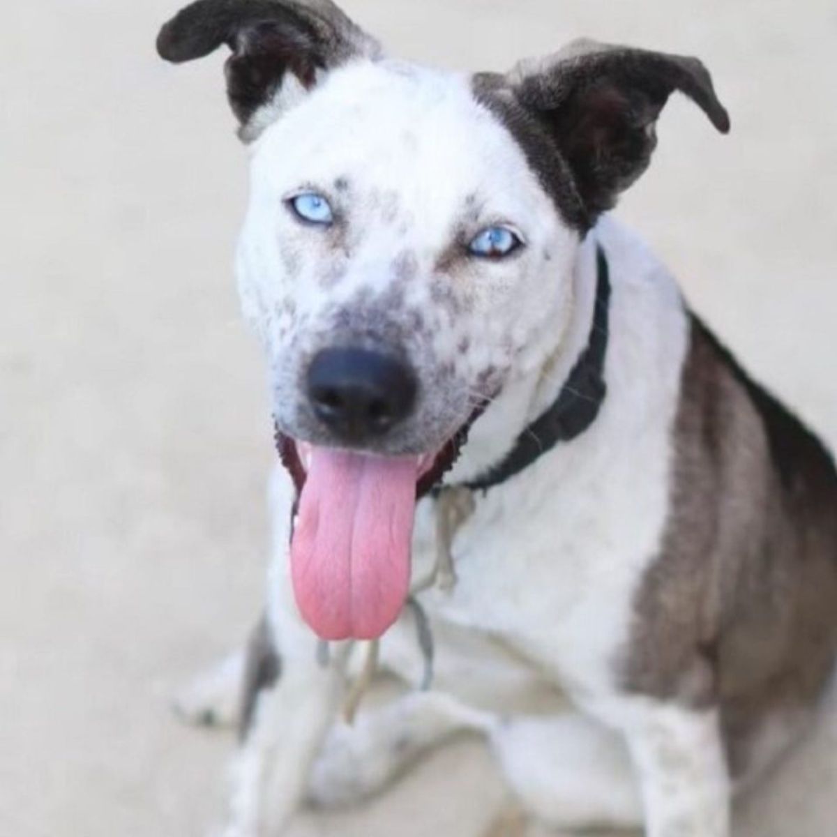 beautiful dog with blue eyes