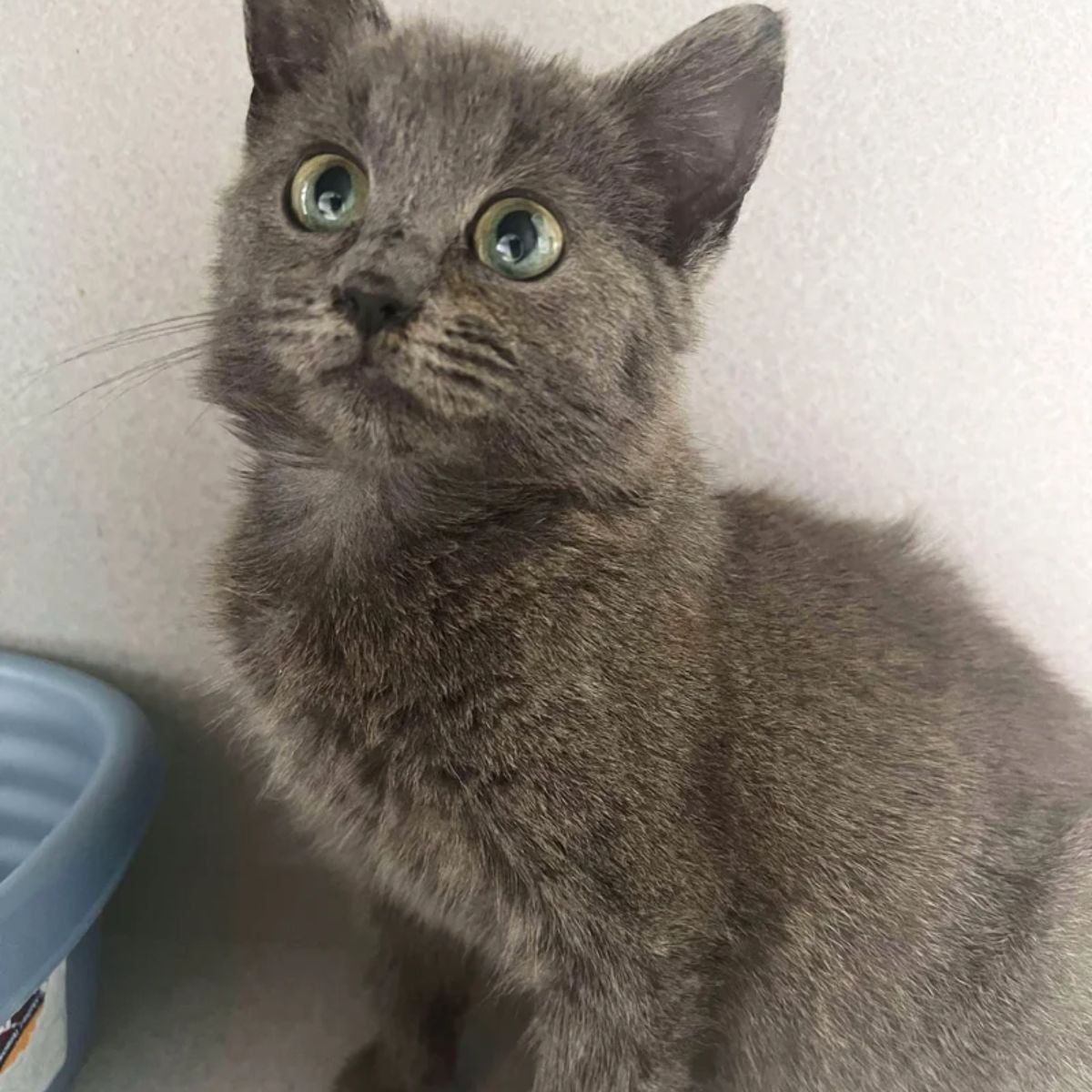 beautiful eyes of a gray kitten