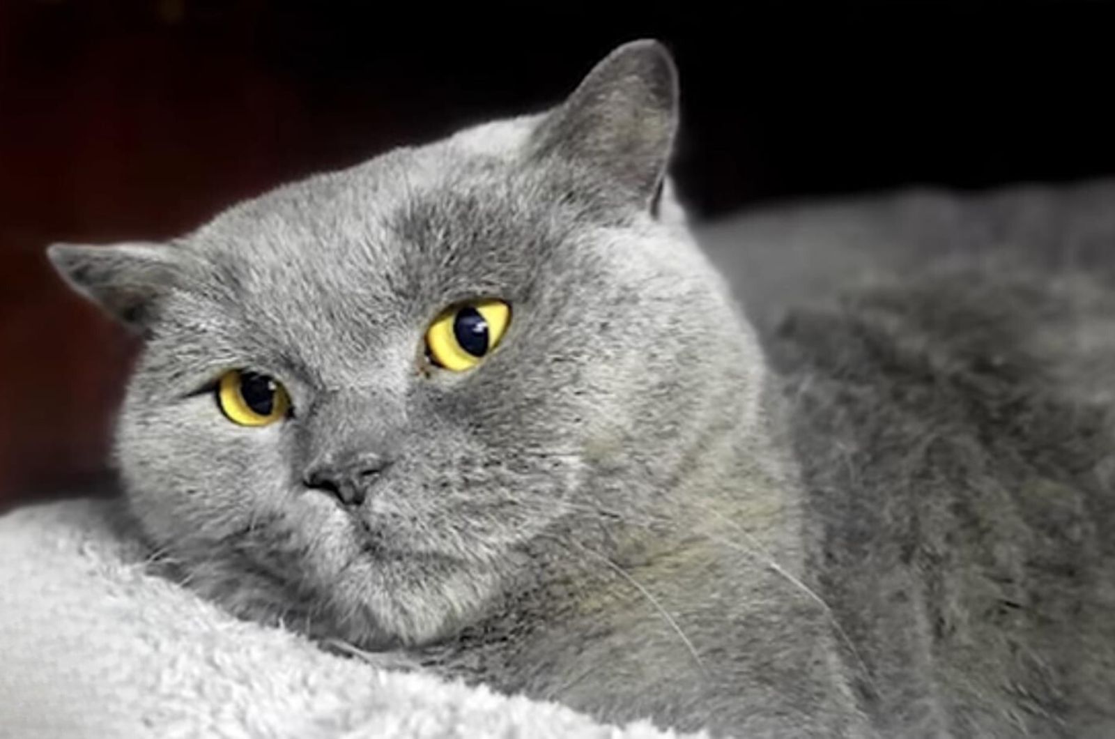 beautiful face of a gray cat