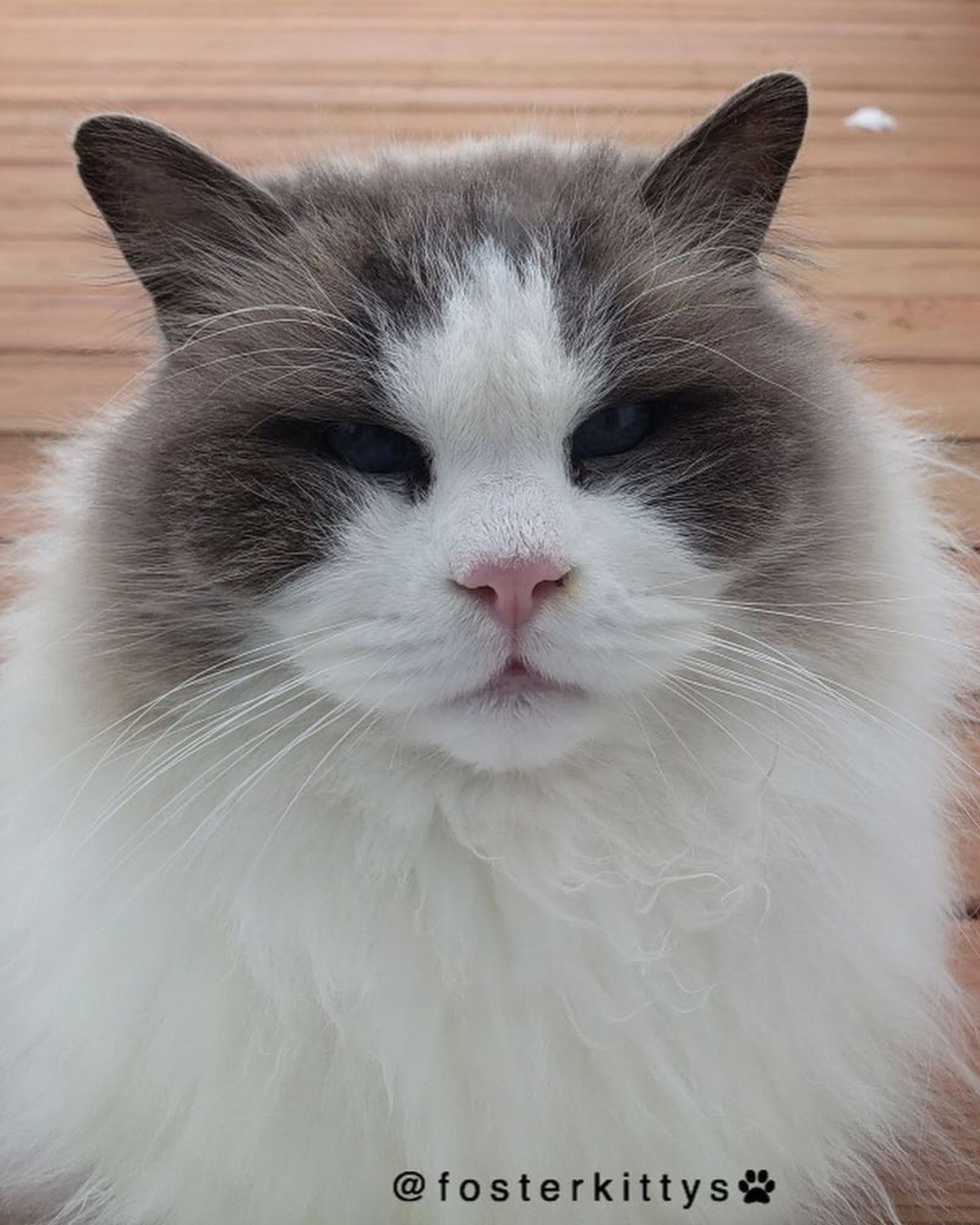 beautiful fluffy cat