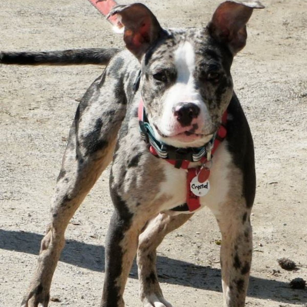 beautiful leopard dog