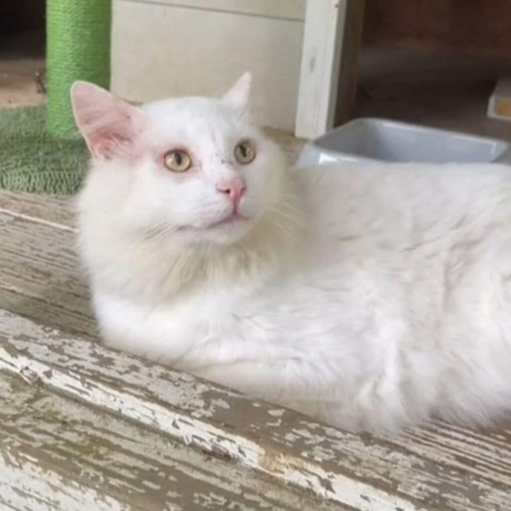 beautiful white cat